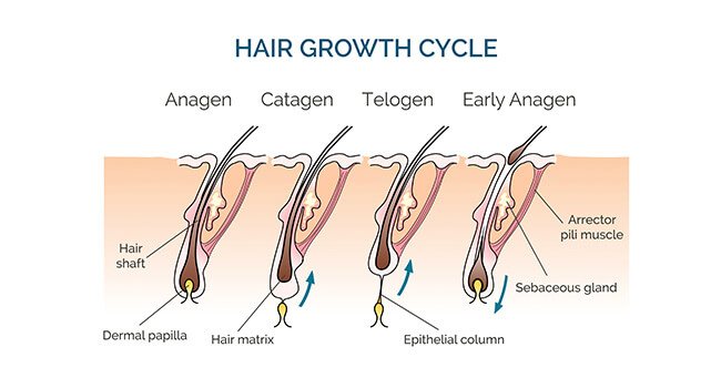 Hair Growth Cycle 1